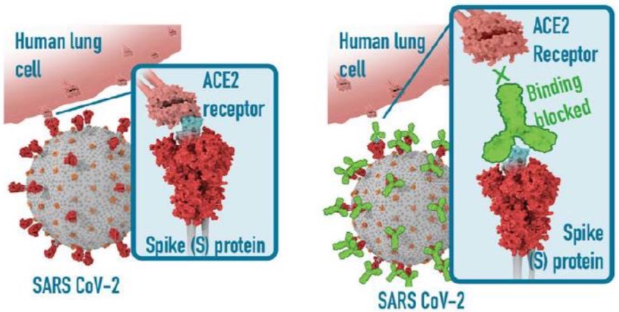 Rezeptorbindungsdomäne (RBD) des Spike (S) -Proteins im SARS CoV 2-Virus